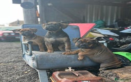 Olde English Bulldogge dogs for sale: Beautiful olde English bulldog pups - Image 1