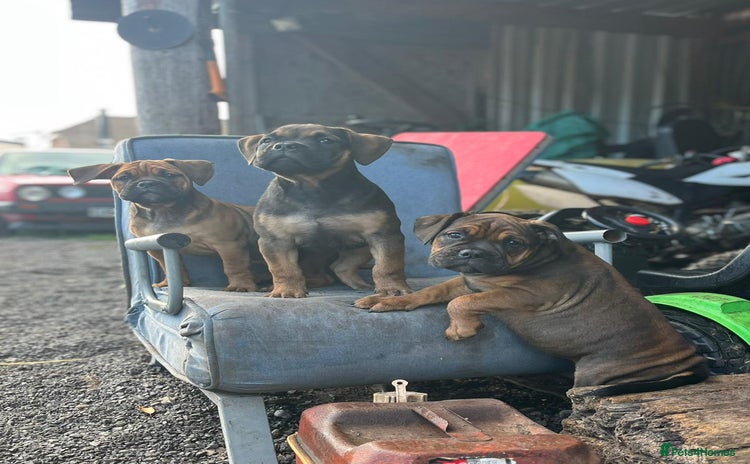 Olde English Bulldogge dogs - Advert 1