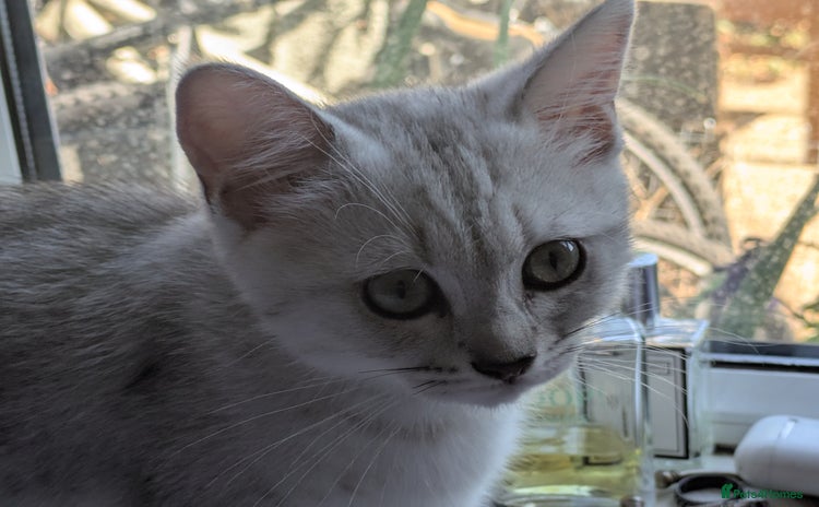 Mixed Breed cats - Advert 4