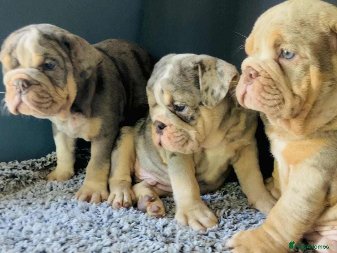 English Bulldog dogs for sale: READY NOW LILAC MERLE ENGLISH BULLDOG BOY in Gunnislake - Image 3