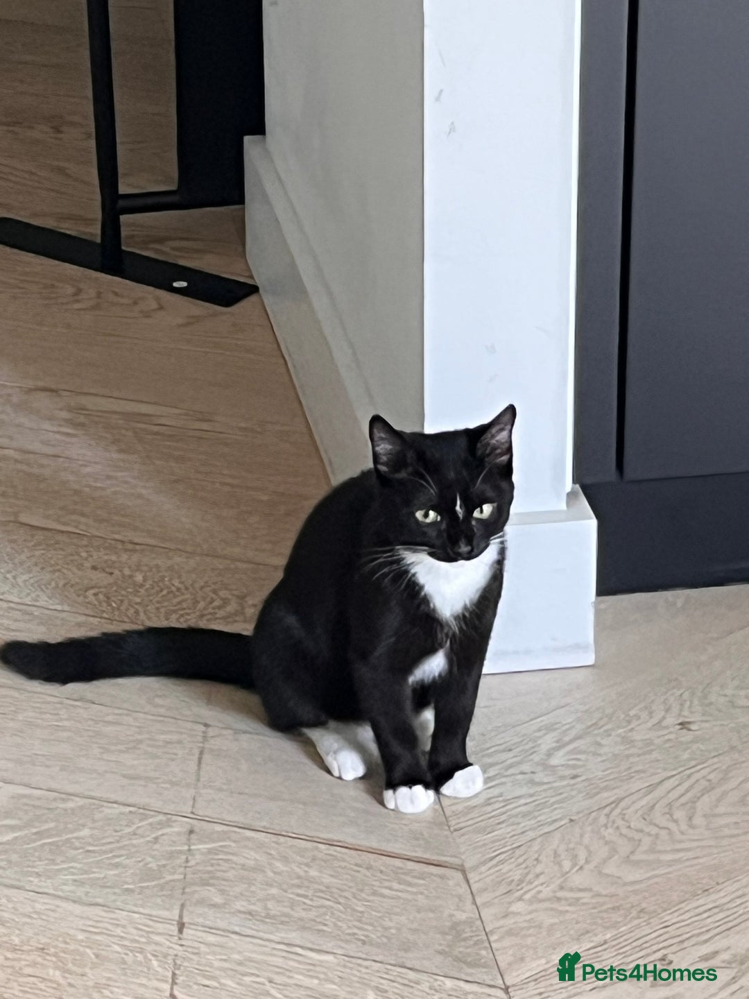 Mixed Breed cats for sale: Adorable Kittens Looking for Their Forever Homes - Image 7