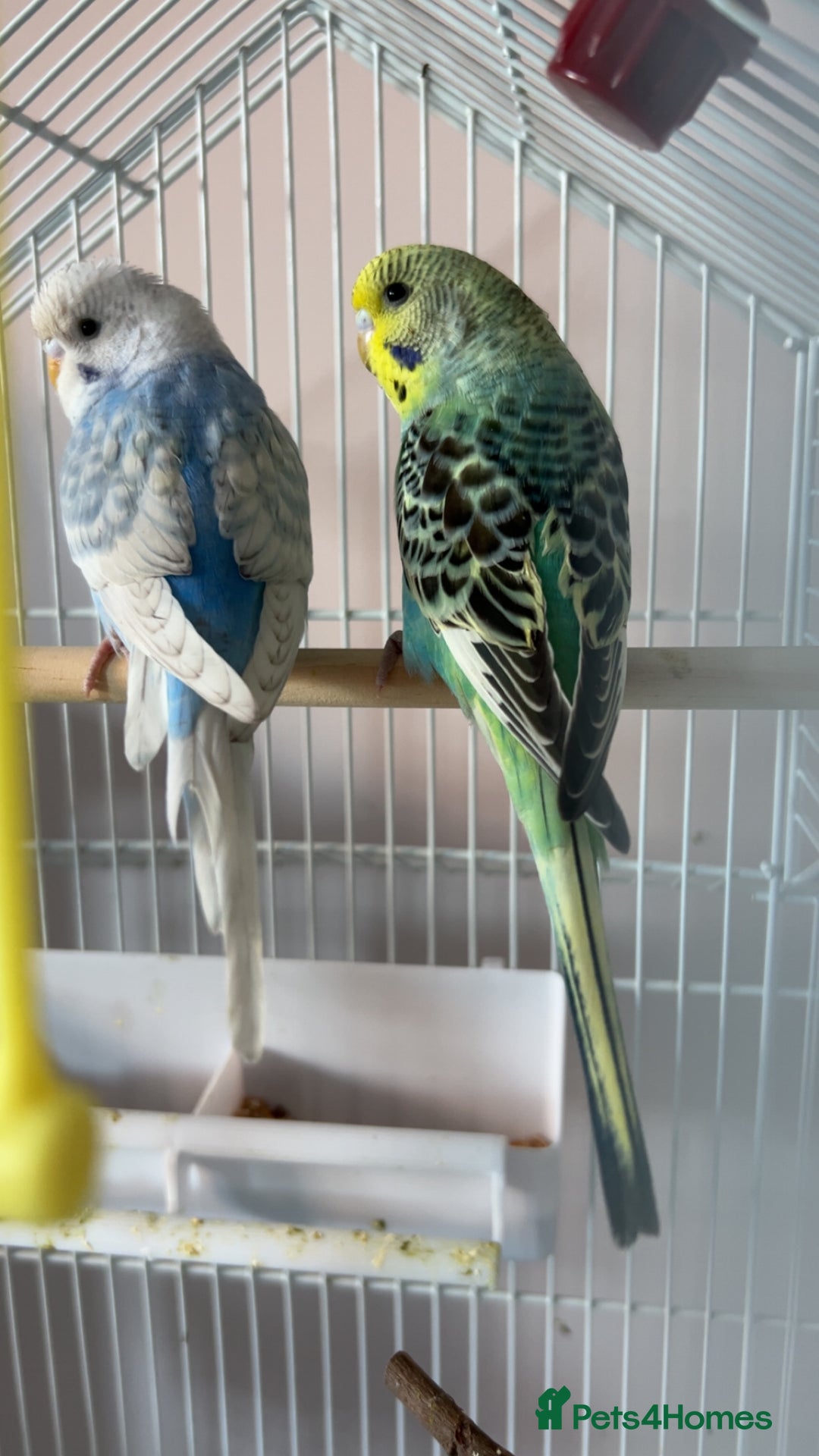 Ringnecks birds for sale: ***2 female budgies*** + cage - Advert 1