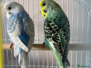 Ringnecks birds ***2 female budgies*** + cage - Advert 14