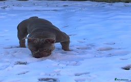 American Bully dogs for sale: Pocket bully for sale  - Image 4