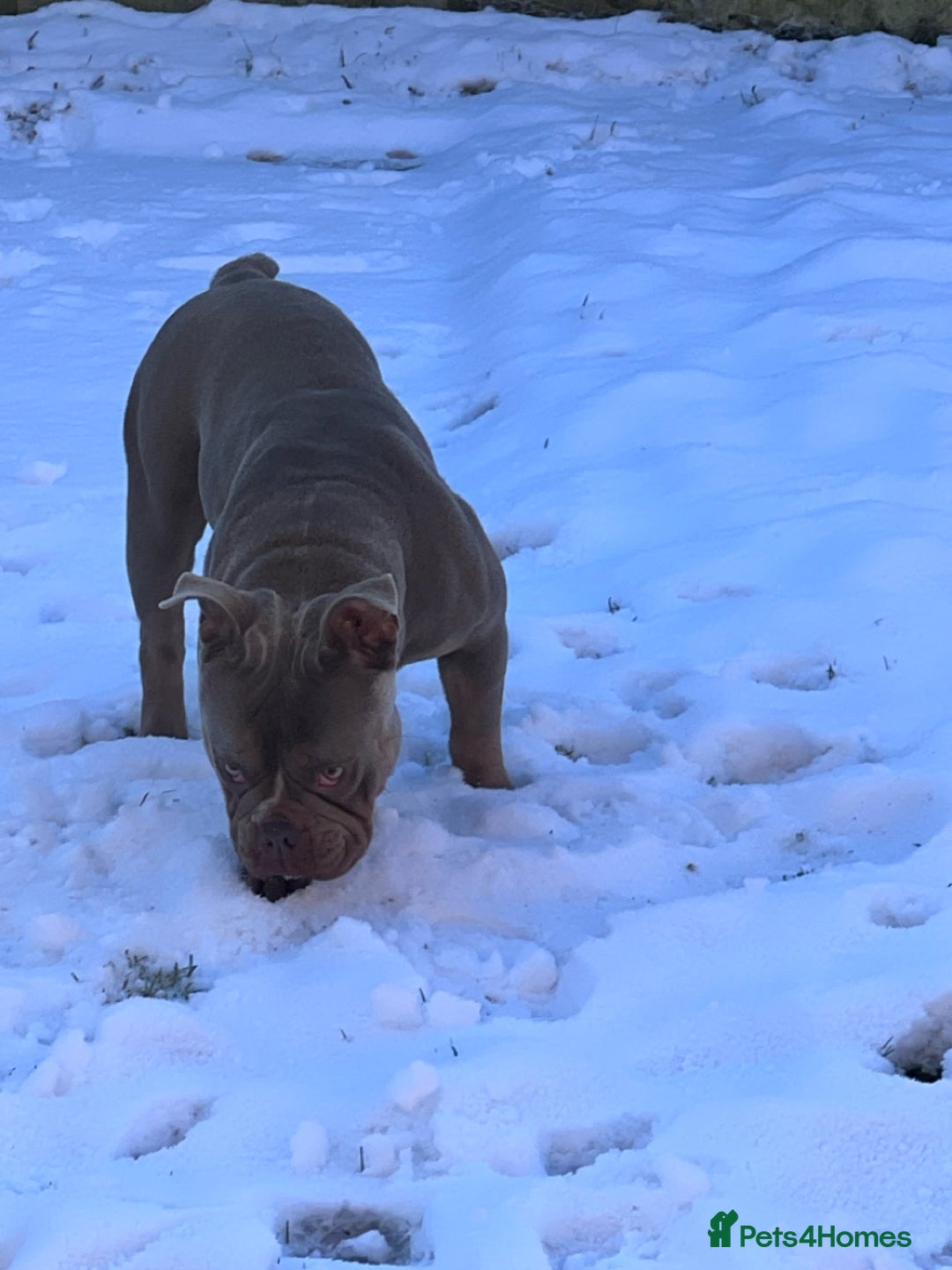 American Bully dogs for sale: Pocket bully for sale  - Image 4