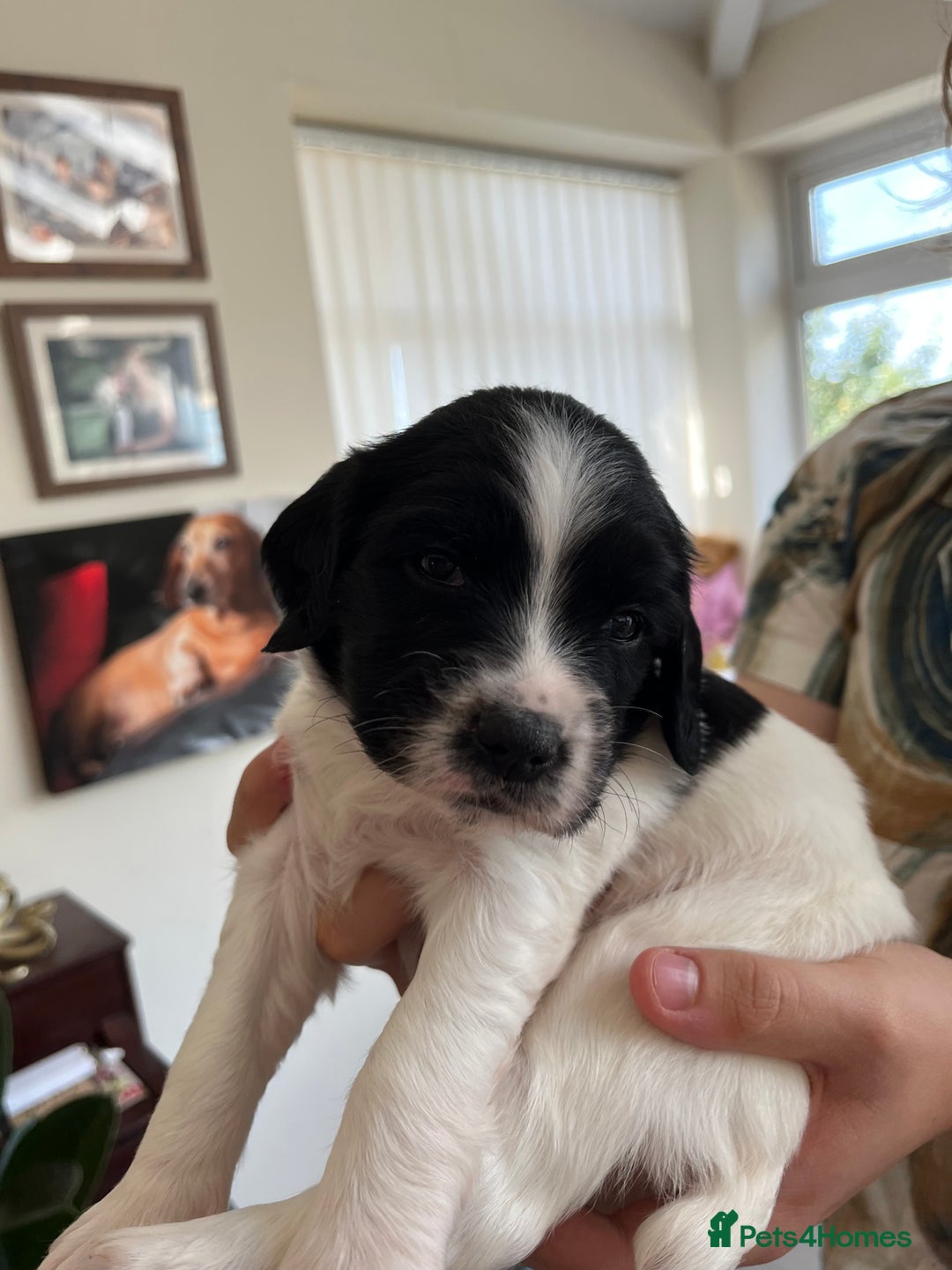 English Springer Spaniel dogs for sale: Beautiful springer spaniel puppies - Image 11