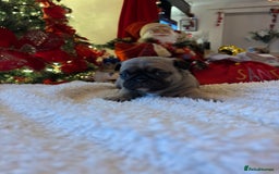 Pug dogs for sale: Pug puppies - Advert 4