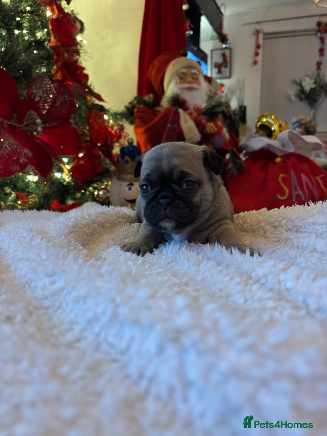 Pug dogs for sale: Pug puppies - Advert 4