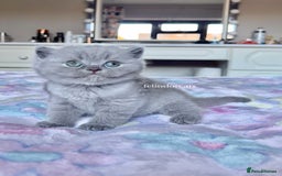 British Shorthair cats for sale: Show quality Blue British shorthair Tica🏆 - Image 1