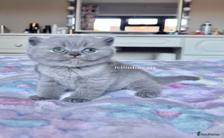 British Shorthair cats - Advert 9