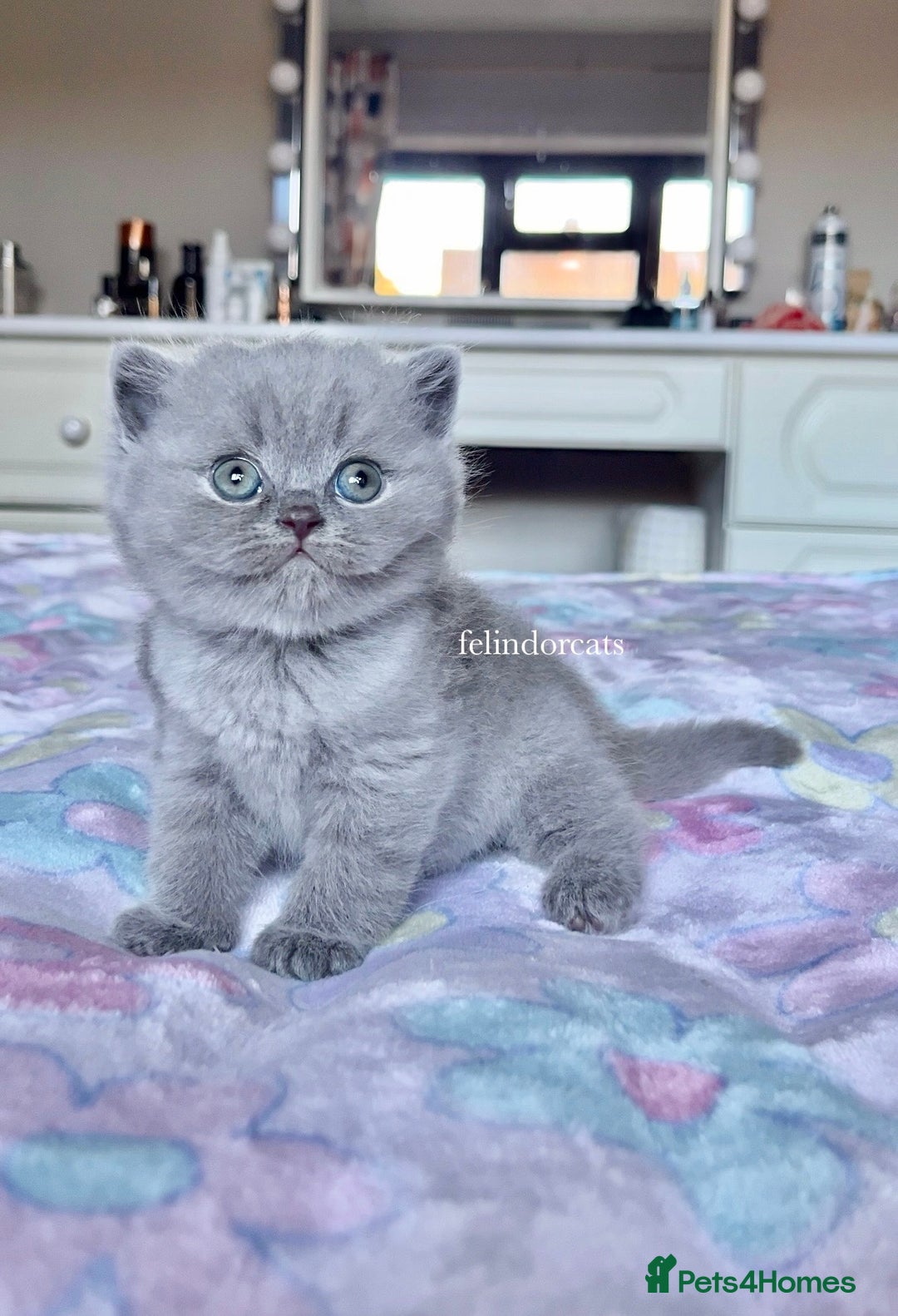 British Shorthair cats for sale: Show quality Blue British shorthair Tica🏆 - Image 1
