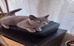 British Shorthair cats for sale: British short hair blue girl - Image 3