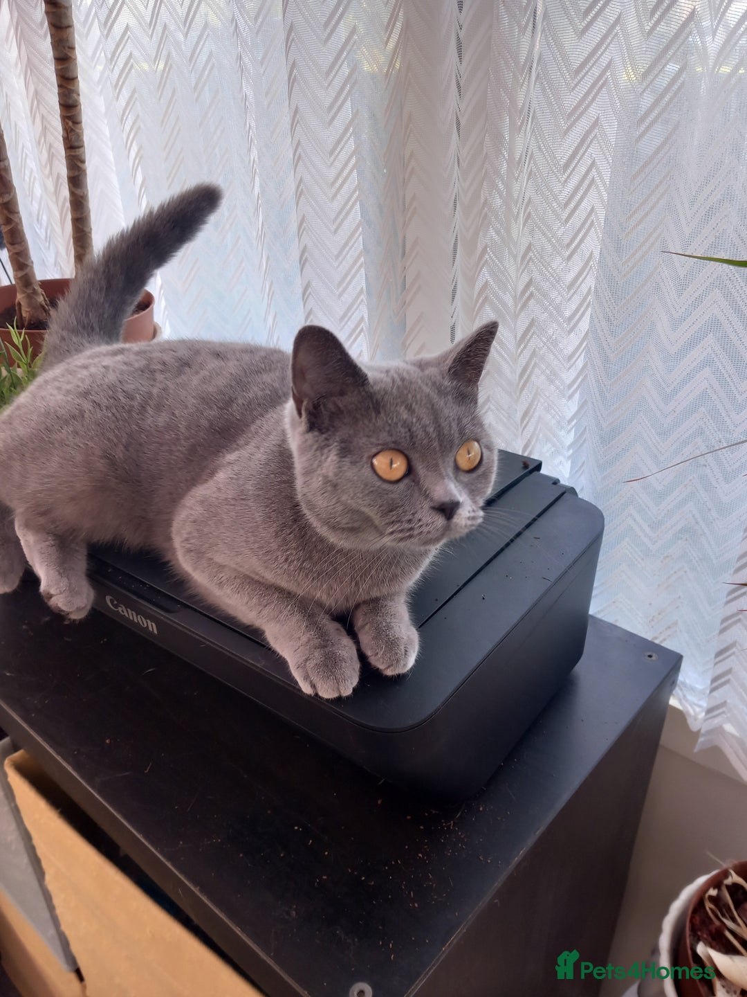 British Shorthair cats for sale: British short hair blue girl - Image 3