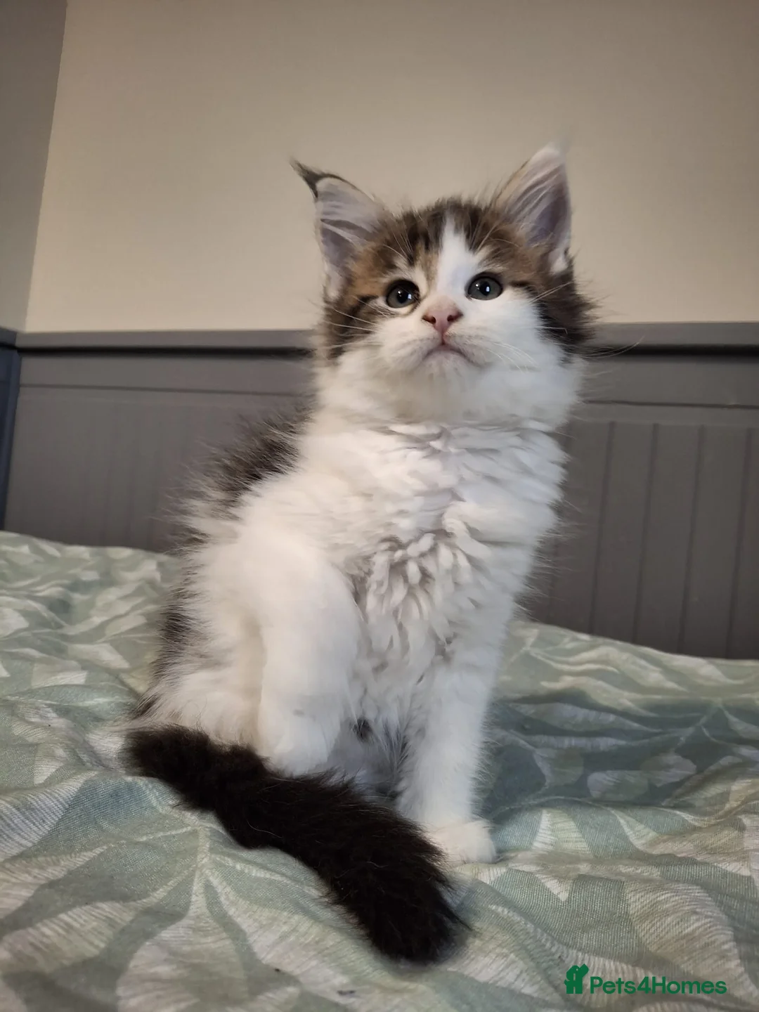 Maine Coon cats for sale: Last kittens ❤️❤️ - Advert 4