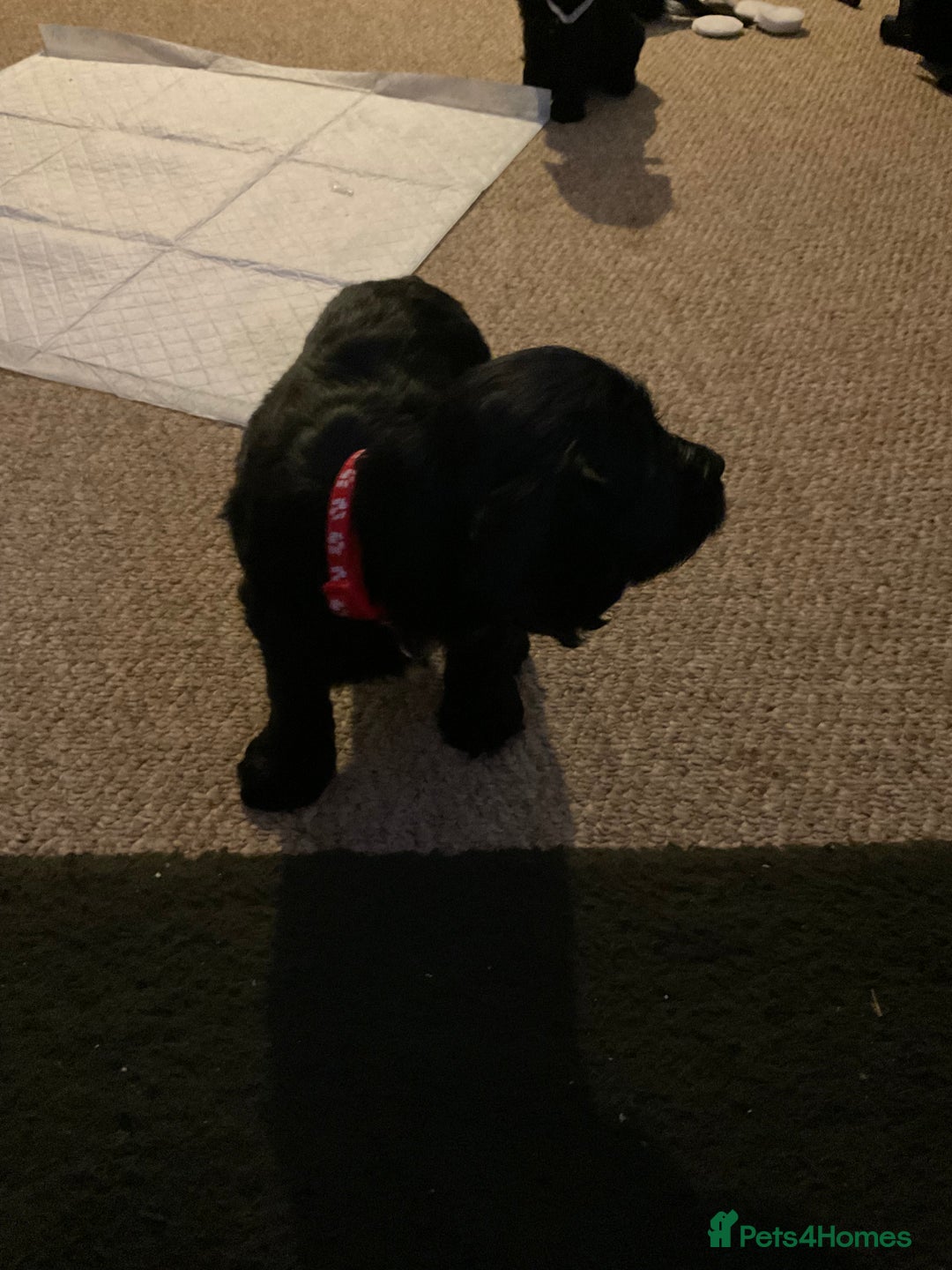 Cockapoo dogs for sale: 5 cockapoo puppies for adoption - Advert 2