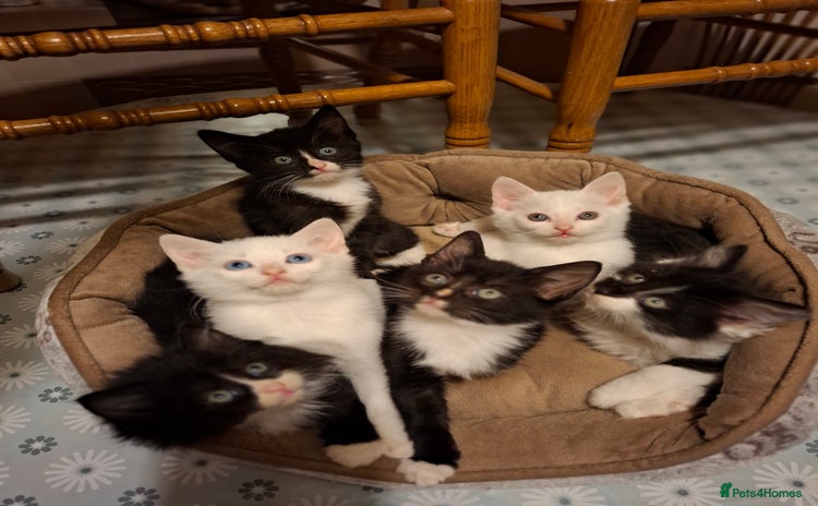 Domestic Shorthair cats - Advert 3