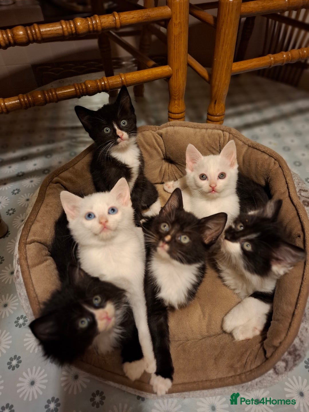 Domestic Shorthair cats for sale: 3 beautiful male kittens - Image 1