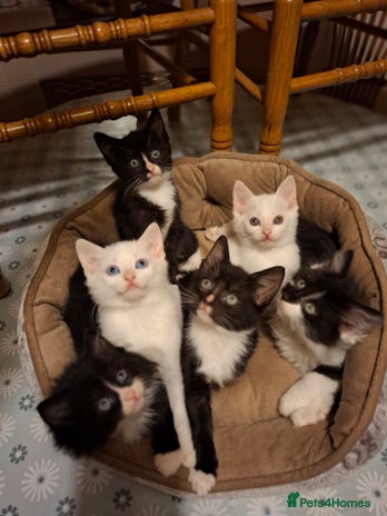 Domestic Shorthair cats - Advert 2