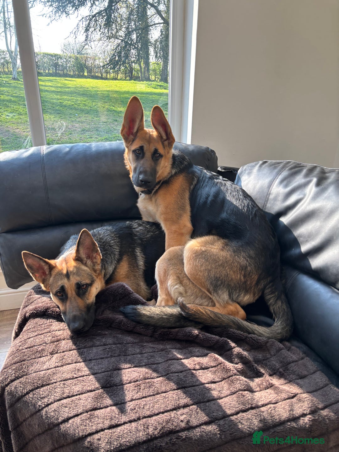 German Shepherd dogs for sale: Male German Shepherd Puppy  - Image 5
