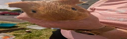 Guinea Pig rodents for sale: Boy guinea pigs  - Advert 4