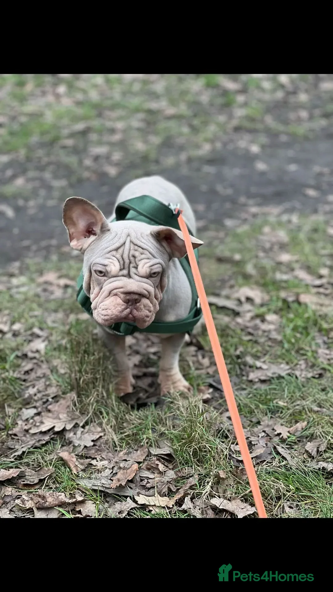 French Bulldog dogs for sale: Velvet Big Rope French bulldog kc reg  in Dagenham - Advert 2