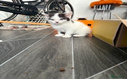 Domestic Shorthair cats for sale: Kittens ready now!  - Image 5