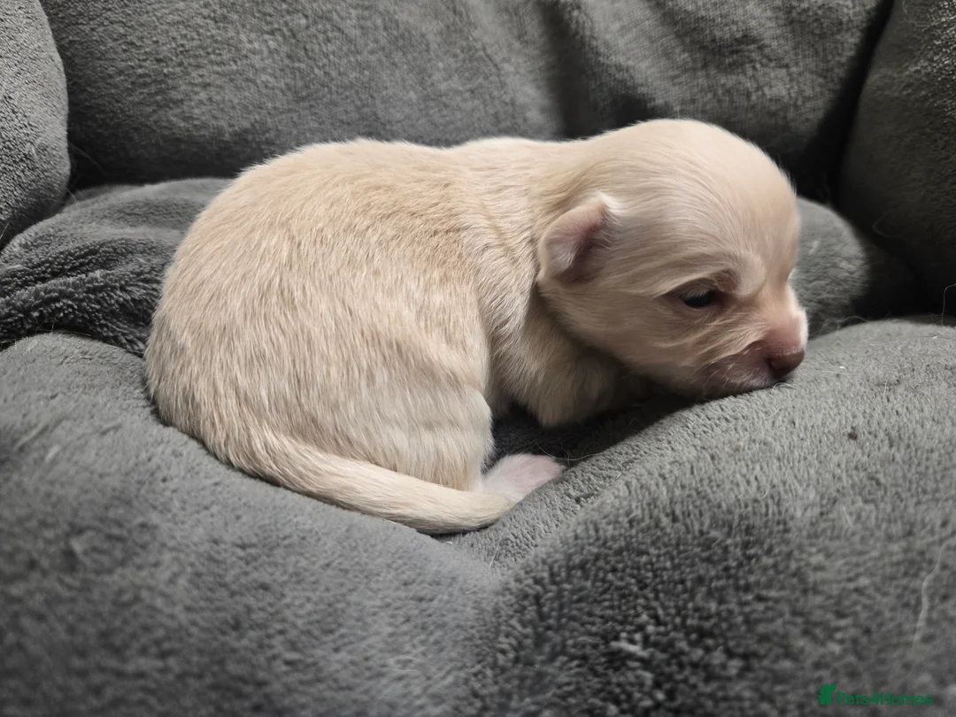 Pomchi dogs for sale: Gorgeous pomchi puppies  - Advert 9