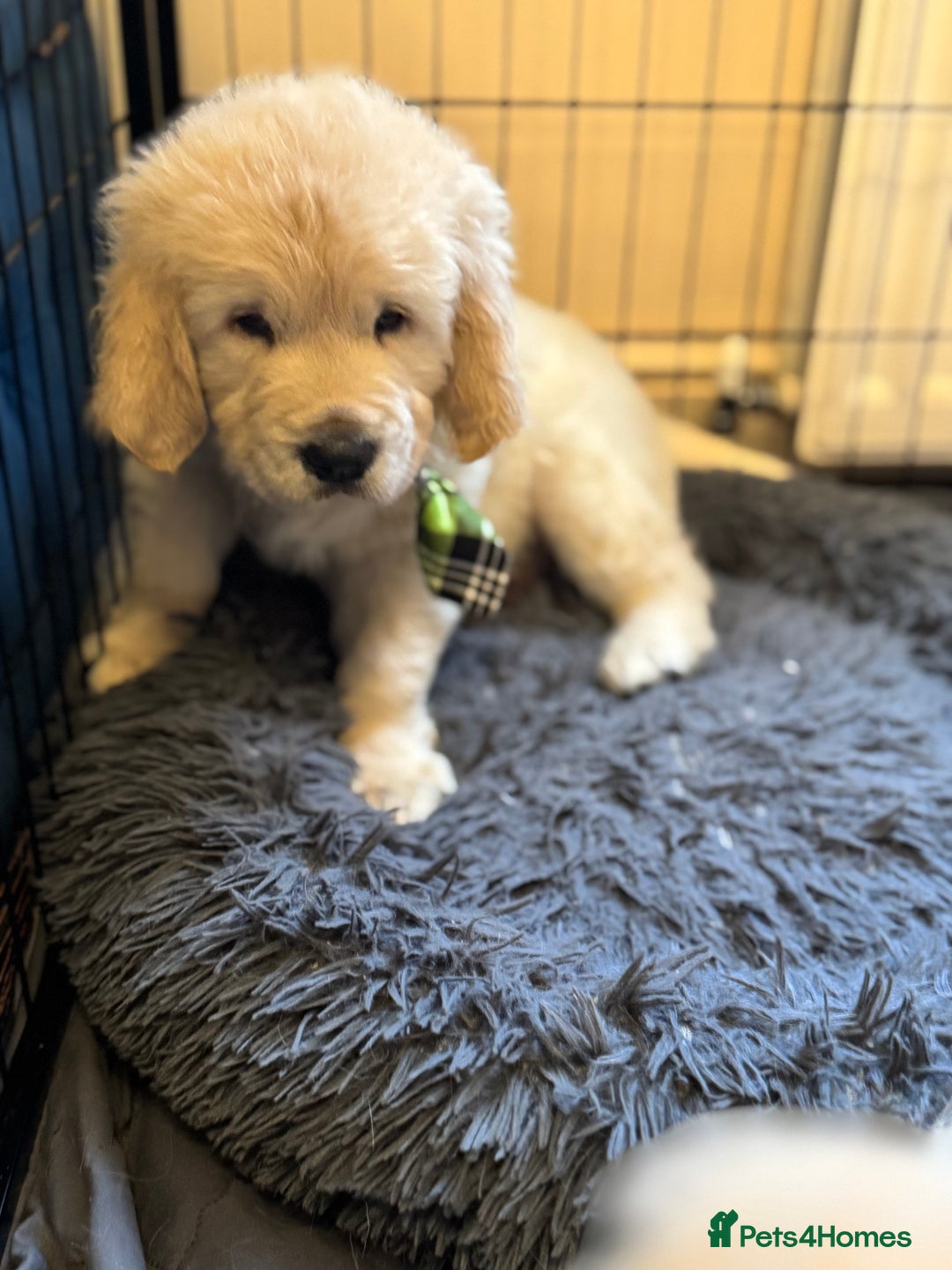 Golden Retriever dogs for sale: Beautiful Golden Retriever puppies KC - Advert 19