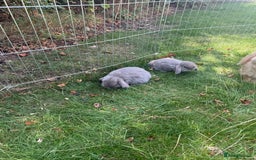 Mini Lop rabbits for sale: Baby rabbits for sale -mini lops - Image 5