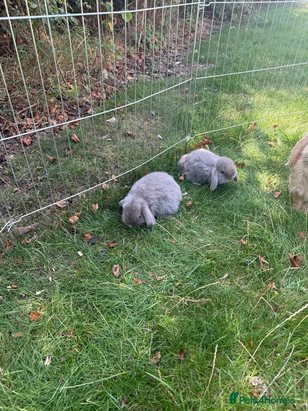 Mini Lop rabbits for sale: Baby rabbits for sale -mini lops - Image 5