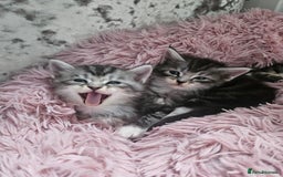 Maine Coon cats for sale: Gorgeous maincoon kittens - Image 18
