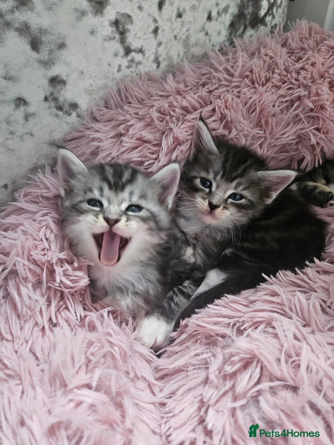 Maine Coon cats for sale: Gorgeous maincoon kittens - Image 18