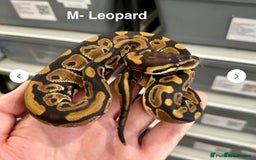 Python Snake reptiles for sale:  Royal Pythons for Sale  - Advert 7