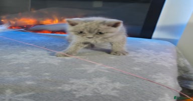 British Shorthair cats - Advert 5