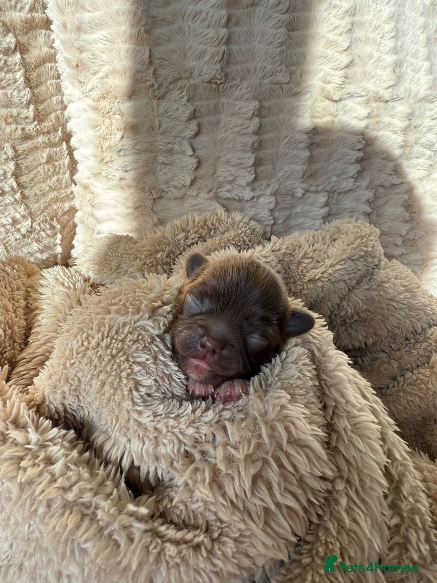 Chihuahua dogs 1 baby boy left available 🩵 - Advert 1