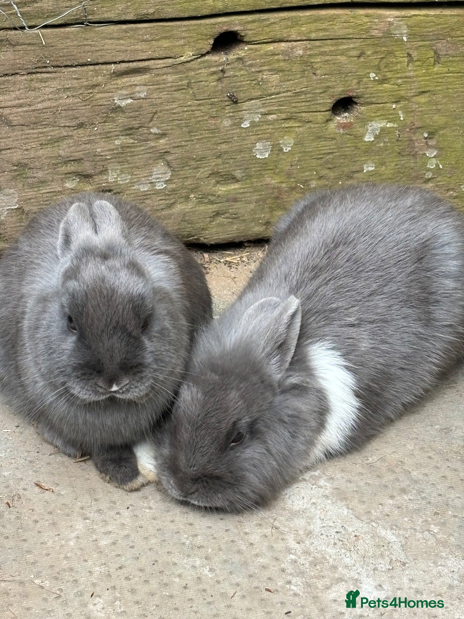 Mixed Breed rabbits 2 Rabbits For Sale - Advert 2