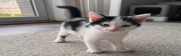 Mixed Breed cats for sale: Beautiful Tortoiseshell & Black & White Kittens - Advert 20