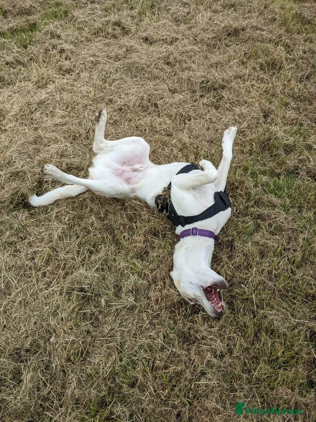 Mixed Breed dogs for adoption: Cairo Looking For His Forever Home  - Advert 7