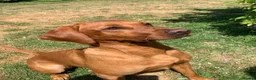 Labrador Retriever dogs for sale: EXCEPTIONAL KC reg DARK FOX RED LAB PUPS DUE  - Advert 9
