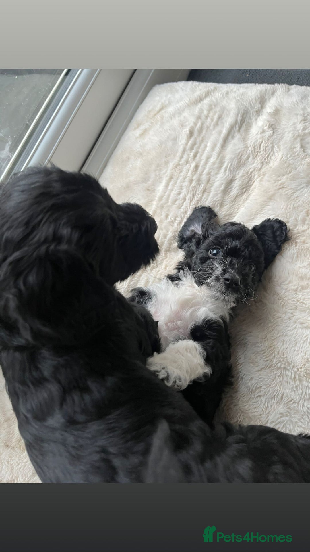 Cockapoo dogs for sale: F1b Cockapoo Puppies Last 3 Available – Ready Now. - Advert 34