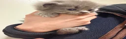 Ragdoll cats for sale: Ragdoll x British blue  - Advert 8