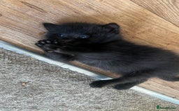 Mixed Breed cats for sale: Beautiful male kitten for new home - Image 5