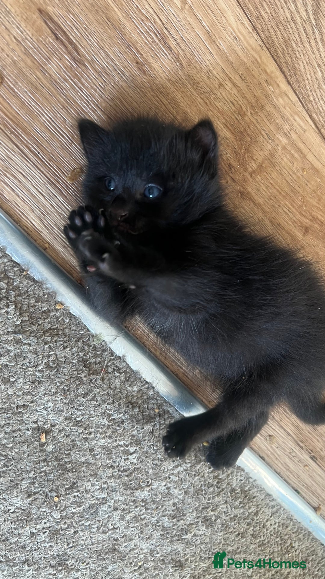 Mixed Breed cats for sale: Beautiful male kitten for new home - Image 5