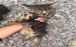Mixed Breed cats for sale: 1 male 2 females  - Image 2