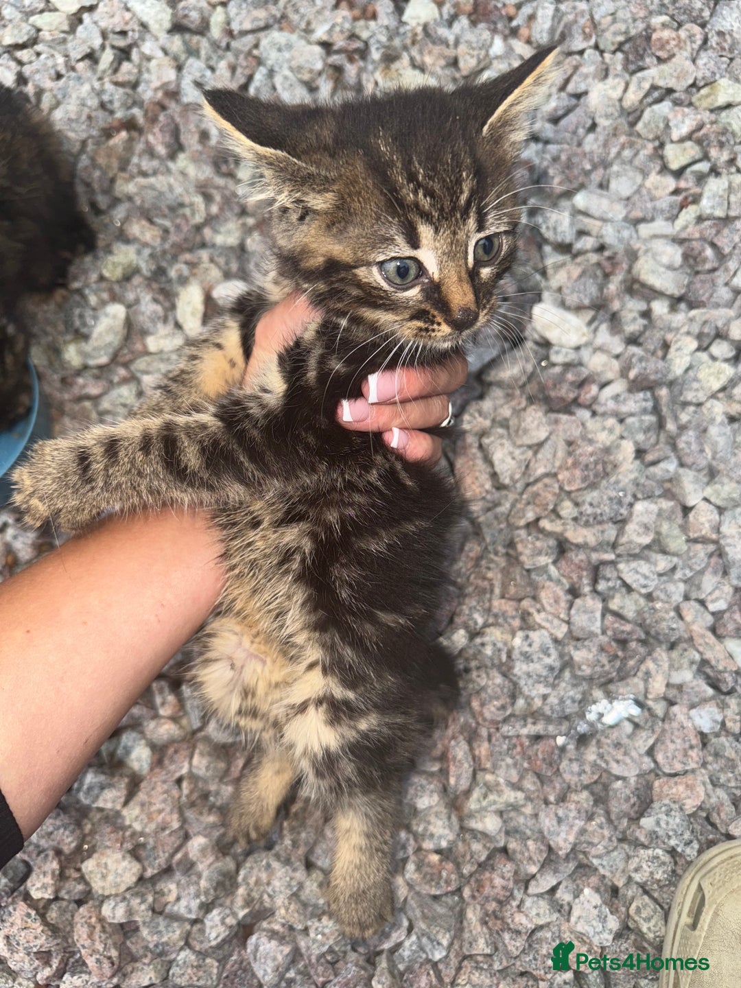 Mixed Breed cats for sale: 1 male 2 females  - Image 2
