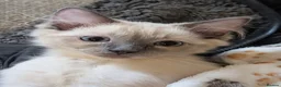 Ragdoll cats for sale: Individually gorgeous ragdoll babies 💖💖💖 - Advert 23