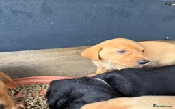 Labrador Retriever dogs for sale: Red fox labradors - Image 2