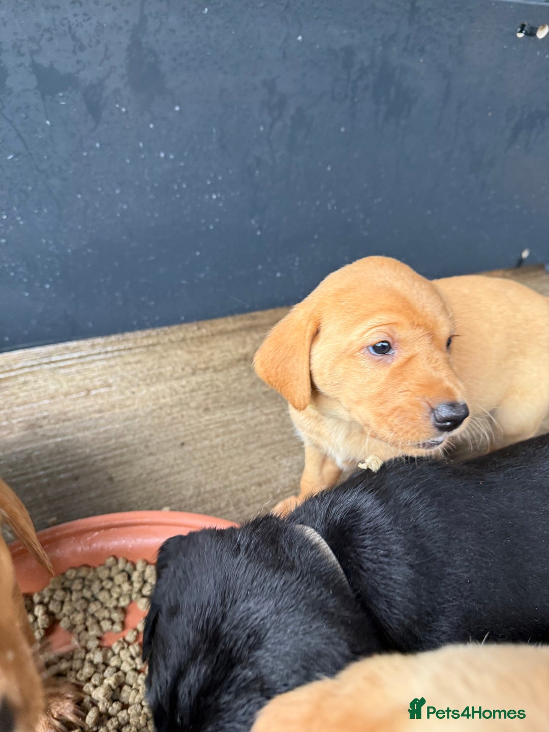 Labrador Retriever dogs for sale: Red fox labradors - Image 2