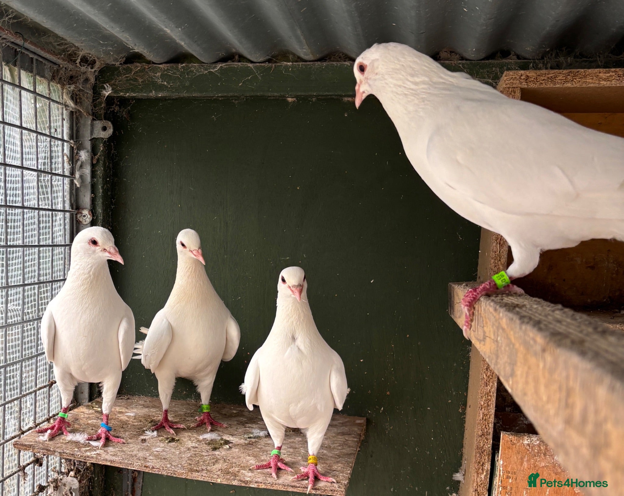 Pigeons birds French titan "Mirthys" pigeons  - Advert 2
