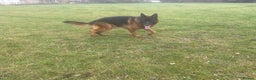 German Shepherd dogs for sale: 2 outstanding males - Advert 4